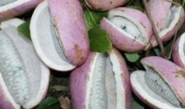 文山八月瓜免费吃,免费品尝大自然的馈赠